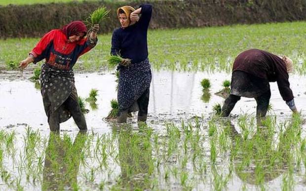 کشت برنج در خراسان شمالی ممنوع شد