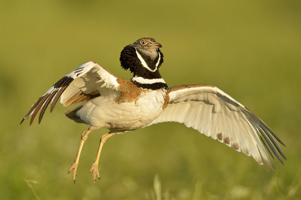 گونه &quot;زنگوله‌بال&quot; در چهارمحال و بختیاری مشاهده شد