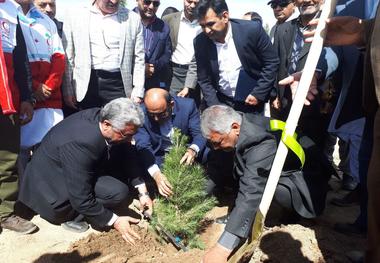 چهار هزار اصله نهال در پردیس دانشگاه علوم پزشکی زاهدان غرس شد