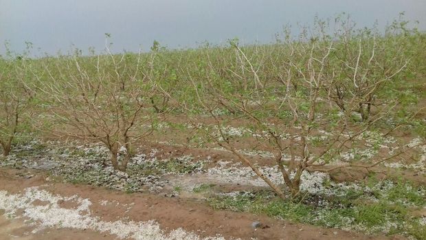 تگرگ ۱۵۸۰ میلیارد ریال به باغ‌های مه‌ولات خسارت زد