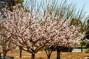 حال و هوای بهاری در حرم مطهر امام خمینی (س)