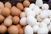 تولید تخم مرغ های ضد سرطان و هپاتیت با دستکاری ژنتیکی مرغ ها!
