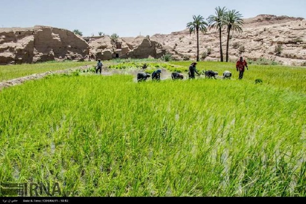 کشت شلتوک درحوضه آبی کارون و دز به هیچ وجه انجام نشود