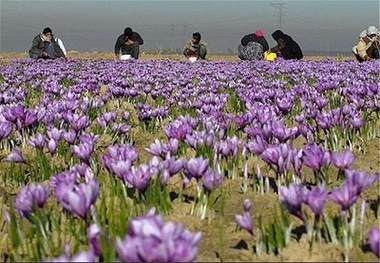 افزایش سطح کشت زعفران در خواف