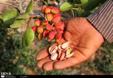 محصول پسته در سیرجان کاهش 90 درصدی دارد