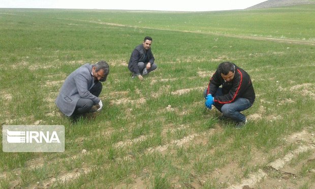 ۴۰۰ یزدی مشمول مستمری بازنشستگی صندوق بیمه روستایی هستند