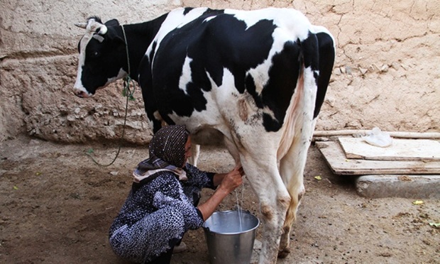 فروش شیر برای دامداران خراسان شمالی صرفه اقتصادی ندارد