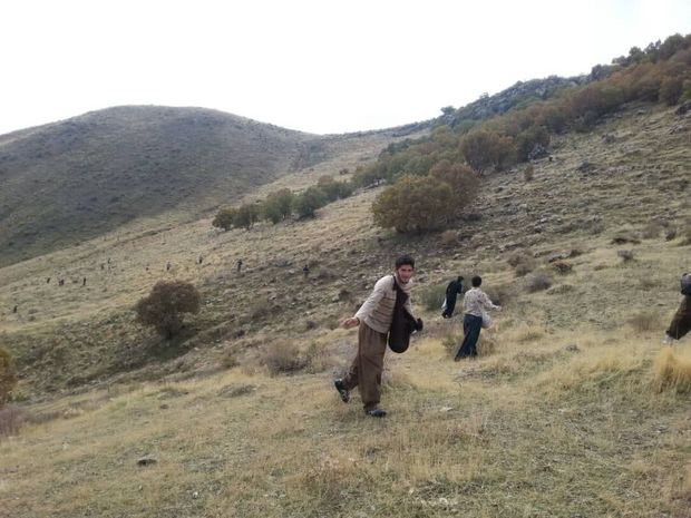 عملیات بیولوژیک  آبخیزداری در کردستان ۹۰ درصد پیشرفت فیزیکی دارد