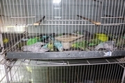 دهها پرنده زینتی در مشهد قربانی بی احتیاطی شدند