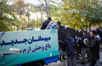 شیرهای سفید (14)