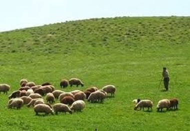 ۸۰۰ واحد دامی غیرمجاز از مراتع زنجان اخراج شد