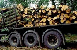 کشف 540 اصله چوب آلات قاچاق جنگلی در اردبیل