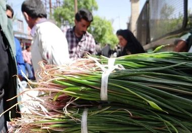 نوستالژی طبخ غذای محلی با گیاه کوهی