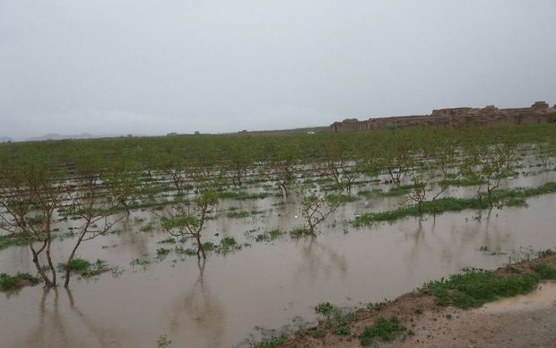 سیل به بخش کشاورزی خراسان جنوبی خسارت زد