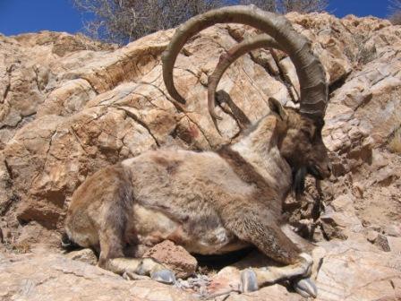 شکار غیرقانونی دو کل در مناطق حفاظت شده کردستان