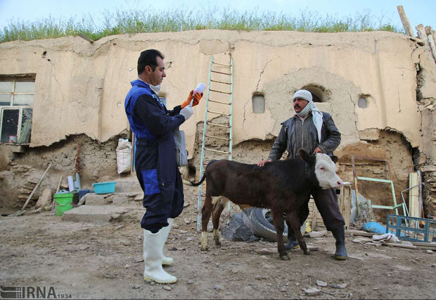 چهار میلیون و ۱۲۵ هزار راس دام استان مرکزی ایمن‌سازی شد