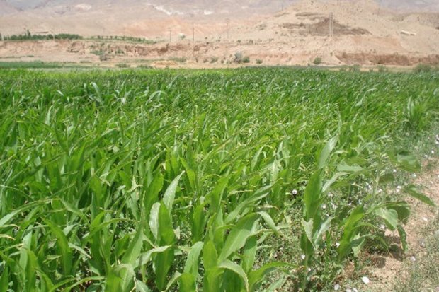 24000 هکتار کشت آب بر استان مرکزی کاهش یافت