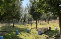 برداشت سیب در کشمیر هند (6)