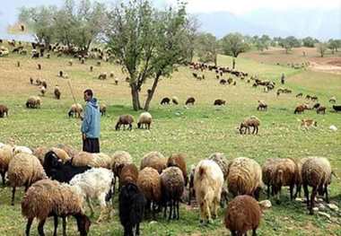 عشایر 6 درصد گوشت قرمز نیشابور را تولید می کنند