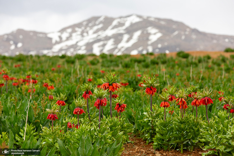 دشت لاله های واژگون کوهرنگ