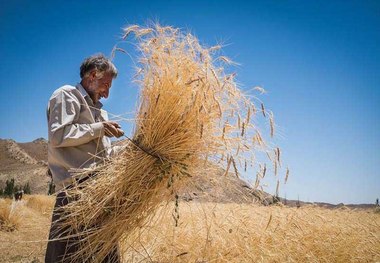 34 هزار تن گندم در ملایر خریداری شد