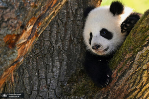 منتخب تصاویر امروز جهان - 3 فروردین 1404