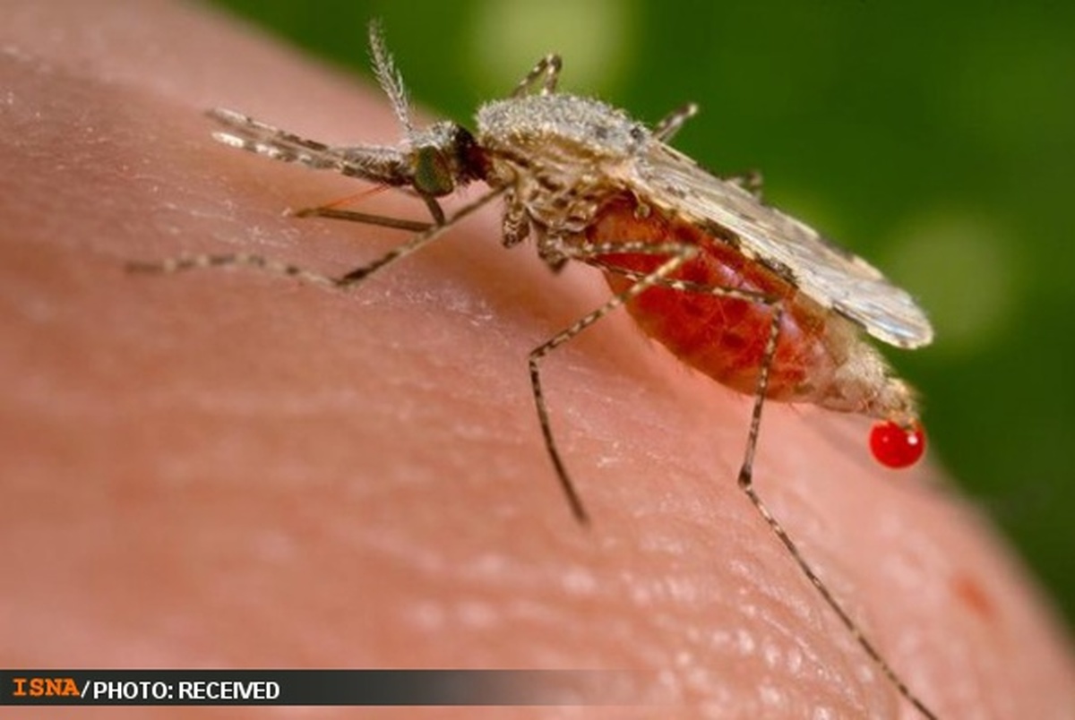رمزگشایی از اسرار انتقال مالاریا