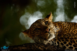 برترین عکس های حیات وحش سال 2018 Wildlife Photographer of the Year 2018 – the winners 