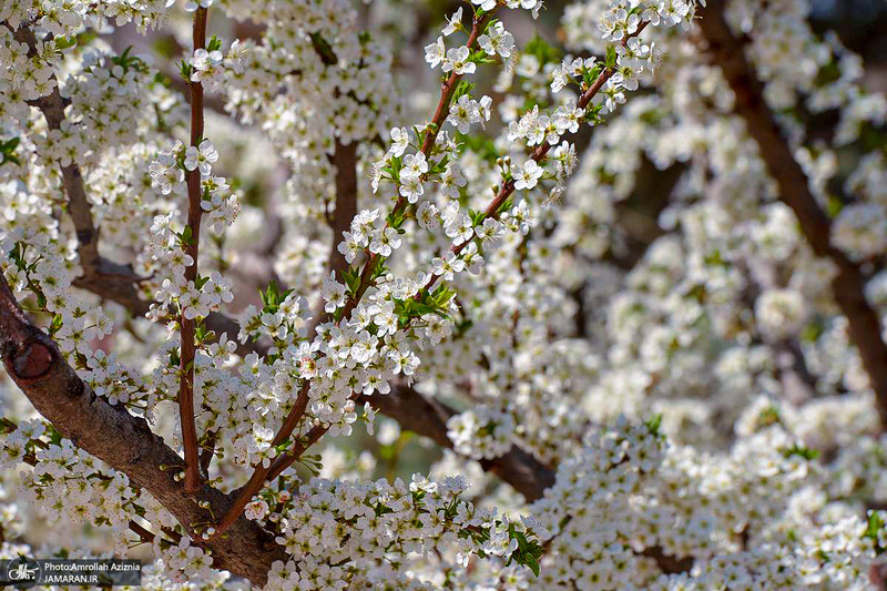 حال و هوای بهاری در حرم مطهر امام خمینی (س)