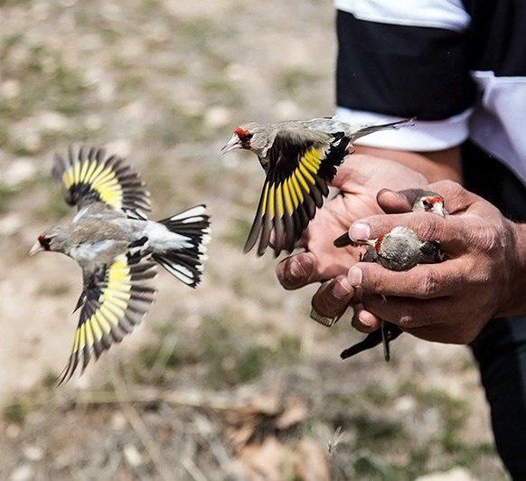 30 قطعه سهره طلایی در طبیعت سمیرم رها شد