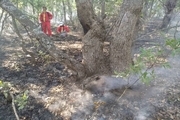 423 هکتار از جنگل های مریوان در آتش سوخت