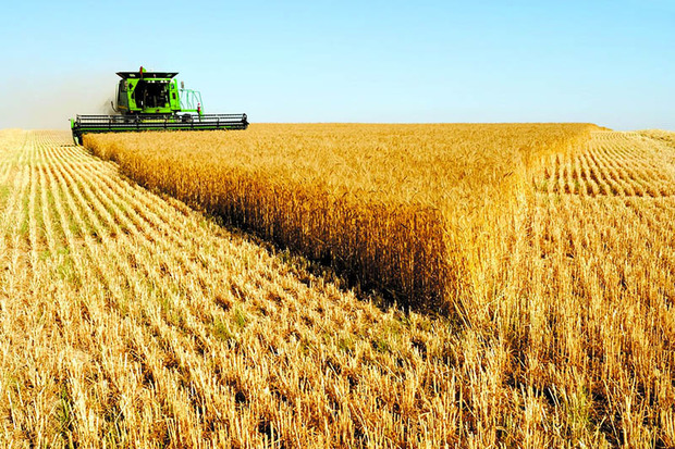 تولید گندم در زنجان 24 درصد رشد دارد