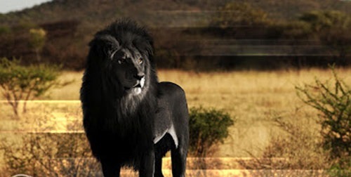 شیرهای سیاه، واقعیت یا فتوشاپ؟ +عکس