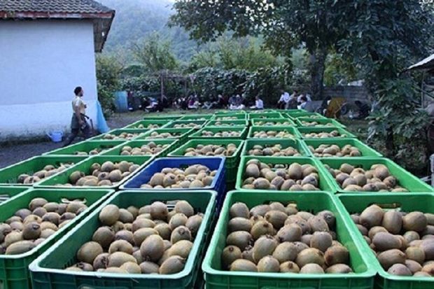 آغاز برداشت کیوی در تالش