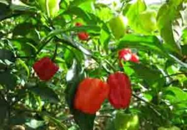 برداشت 350 هزار تن محصول صیفی در هرمزگان