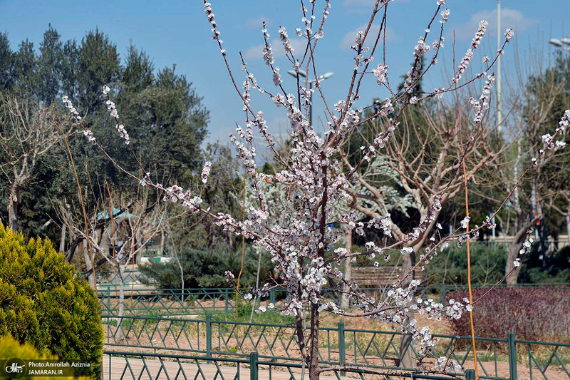 حال و هوای بهاری در حرم مطهر امام خمینی (س)