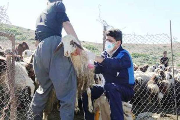 کانون بیماری دامی در روستای همزلان بانه مهار شد