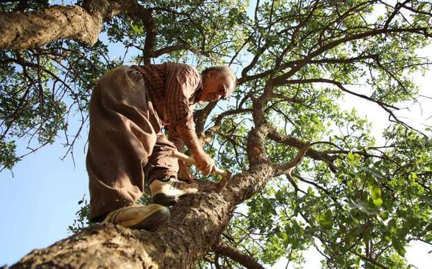 برداشت شیره بنه در جنگل های دهلران جریان دارد