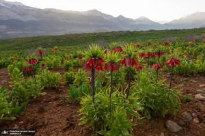 دشت لاله های واژگون کوهرنگ