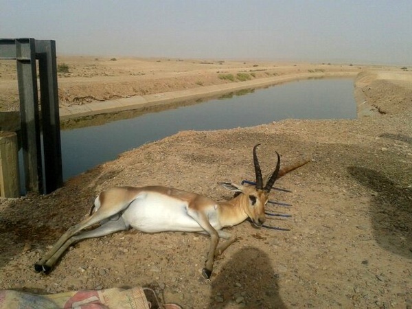 آهوانی که بی‌صدا در یزد غرق  می‌شوند