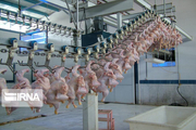 مدیرکل امور دام فارس:محدودیت خرید مرغ منجمد از تولیدکنندگان نداریم