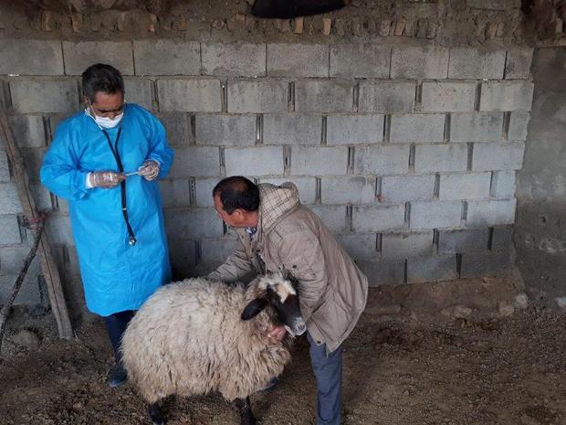 کلینیک سیار دامپزشکی در روستای مرزی کرند مستقر شد