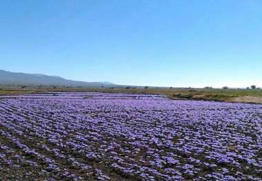 باخرز میزبان مسافران و گردشگران نوروزی است