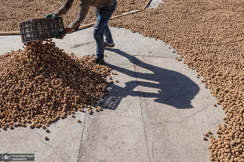 برداشت مکانیزه گردو در استان زنجان