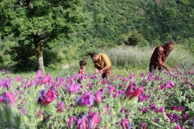 کشت گیاهان دارویی در مشگین‌ شهر توسعه می یابد