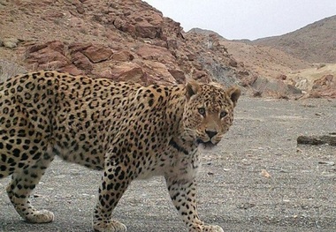 ببینید/ لحظه آب خوردن پلنگ از آبشخور حیوانات در دنا