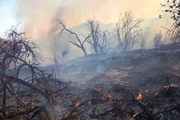 هزار و 400 اصله درخت در باغملک در آتش سوخت