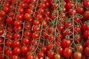 افت قیمت گوجه فرنگی در پایان سال مدیریت شود