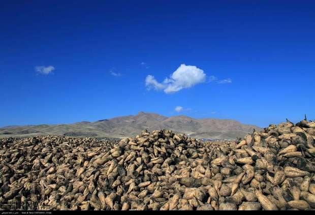 برداشت چغندر قند در سلسله آغاز شد