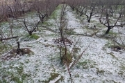 میزان خسارات سرمازدگی به کشاورزی قزوین در حال جمع‌آوری است